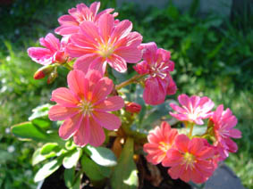 Lewisia cotyledon